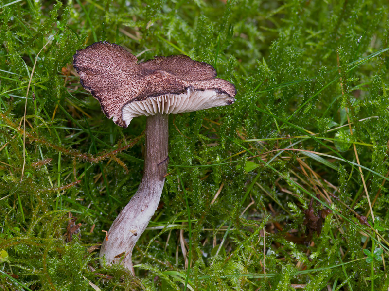 Entoloma scabiosum